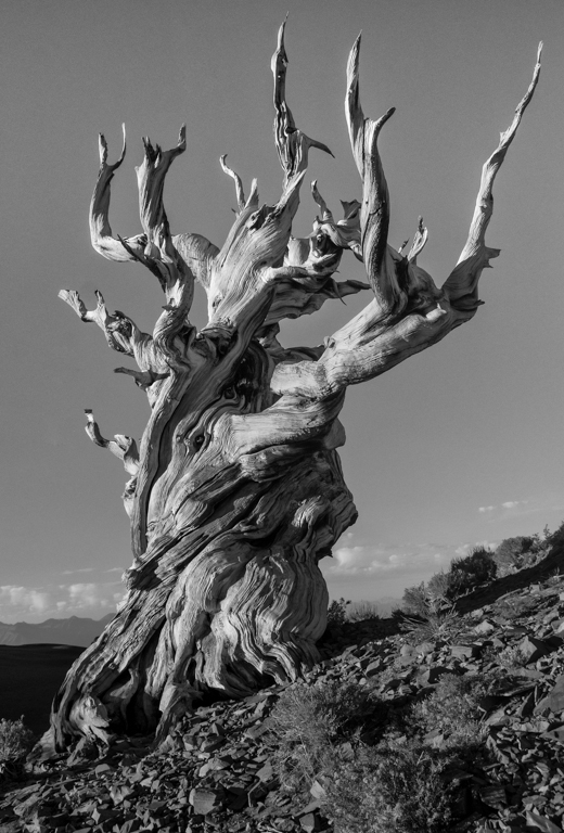 Bristlecone Pine
